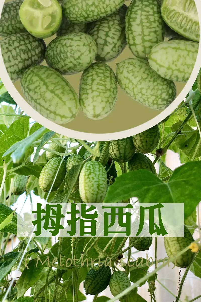 种植拇指西瓜有市场前景吗「拇指西瓜多少钱一斤」 iOS13